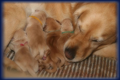 Tara & Puppies